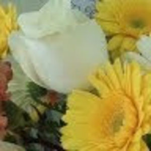 Meet your Posher, Joy